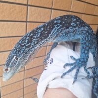 コバルトツリーモニター（約80cm）