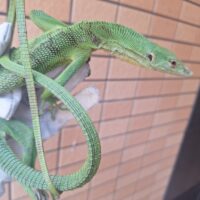 エメラルドツリーモニター（約70cm）