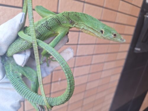 エメラルドツリーモニター（約70cm）