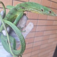エメラルドツリーモニター（約70cm）