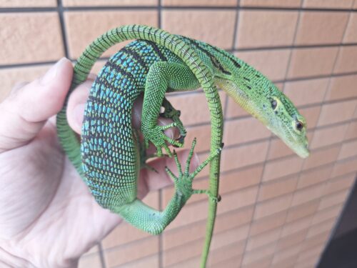 エメラルドツリーモニター（ブルーバック）約70cm - 画像 (3)