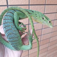 エメラルドツリーモニター（ブルーバック）約70cm