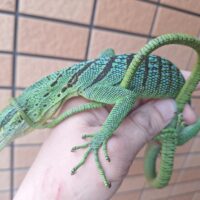 エメラルドツリーモニター（ブルーバック）約70cm
