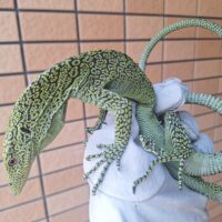 コルデンシスツリーモニター（約70cm）