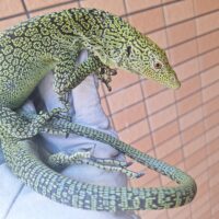 コルデンシスツリーモニター（約70cm）