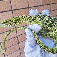 ワイゲオツリーモニター（約70cm）