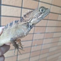 マグナスミナミモリドラゴン（Mサイズ）