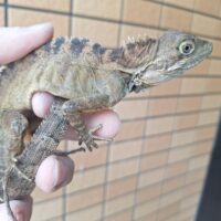マグナスミナミモリドラゴン（Mサイズ）