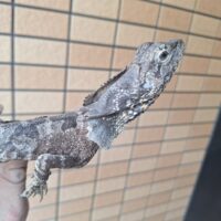 エリマキトカゲ（Mサイズ）