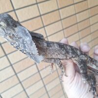 エリマキトカゲ（Mサイズ）