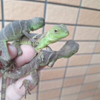 インドシナウォータードラゴン（タイ産）CB