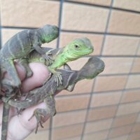 インドシナウォータードラゴン（タイ産）CB