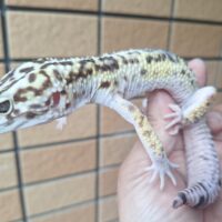 オバケトカゲモドキ（ケルマンシャー）約120g オス