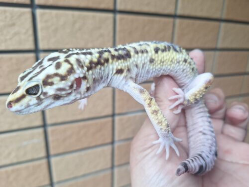 オバケトカゲモドキ（ケルマンシャー）約120g オス
