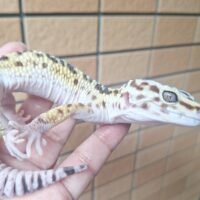 オバケトカゲモドキ（ケルマンシャー）約120g オス