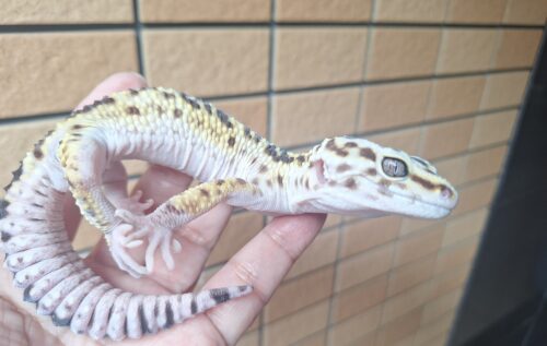 オバケトカゲモドキ（ケルマンシャー）約120g オス - 画像 (2)