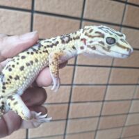 オバケトカゲモドキ（ケルマンシャー）約110g メス