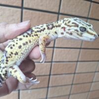 オバケトカゲモドキ（ケルマンシャー）約110g メス