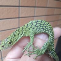 コルデンシスツリーモニター（Sサイズ）CB