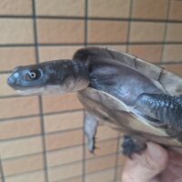マッコードナガクビガメ（甲長約16cm）メス