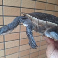 マッコードナガクビガメ（甲長約16cm）メス