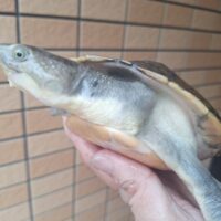 カミツキカブトガメ（甲長約18,5cm）メス