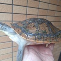 カミツキカブトガメ（甲長約18,5cm）メス