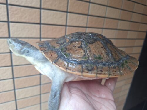 カミツキカブトガメ（甲長約18,5cm）メス