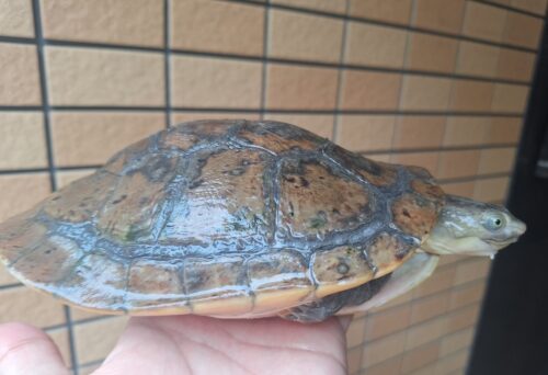 カミツキカブトガメ（甲長約18,5cm）メス - 画像 (9)