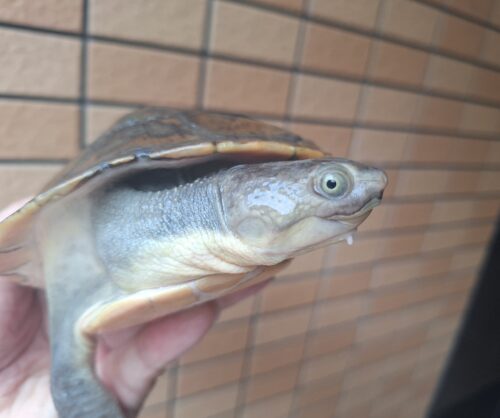 カミツキカブトガメ（甲長約18,5cm）メス - 画像 (3)