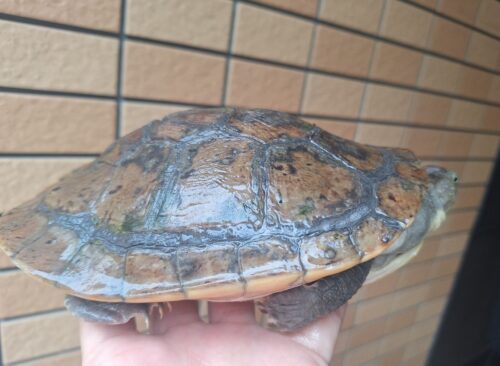 カミツキカブトガメ（甲長約18,5cm）メス - 画像 (4)