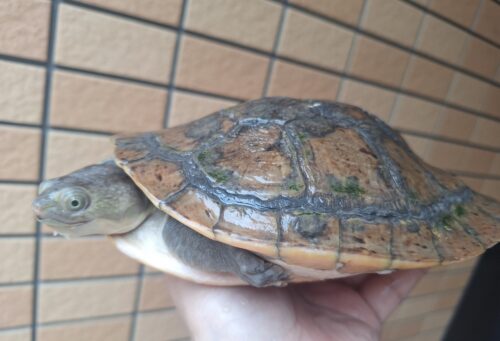 カミツキカブトガメ（甲長約18,5cm）メス - 画像 (10)