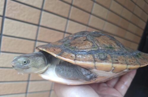 カミツキカブトガメ（甲長約18,5cm）メス - 画像 (5)