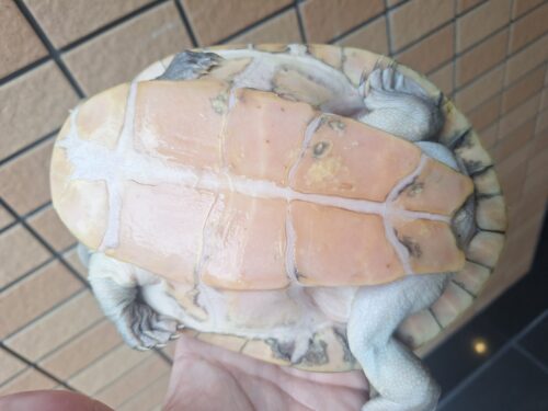 カミツキカブトガメ（甲長約18,5cm）メス - 画像 (14)