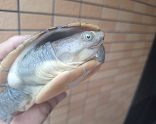 カミツキカブトガメ（甲長約18,5cm）メス - 画像 (6)