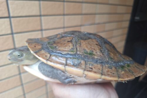 カミツキカブトガメ（甲長約18,5cm）メス - 画像 (12)