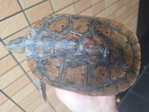 カミツキカブトガメ（甲長約18,5cm）メス - 画像 (13)