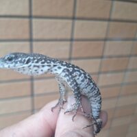 シミリスモニター（CBベビー）