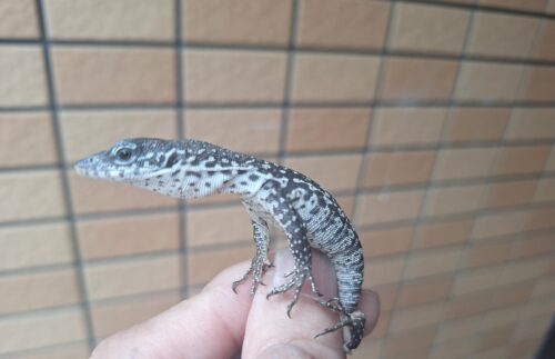 シミリスモニター（CBベビー）