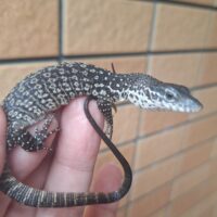 シミリスモニター（CBベビー）