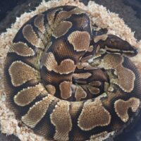 ボールパイソン（未検証個体FH）約800g メス