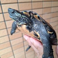 カントンクサガメ（甲長約14～16cm）メス