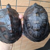 カントンクサガメ（甲長約13cm）オス