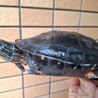カントンクサガメ（甲長約13cm）オス