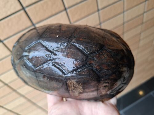 ノドジロドロガメ（甲長約14,5cm）ペア - 画像 (5)