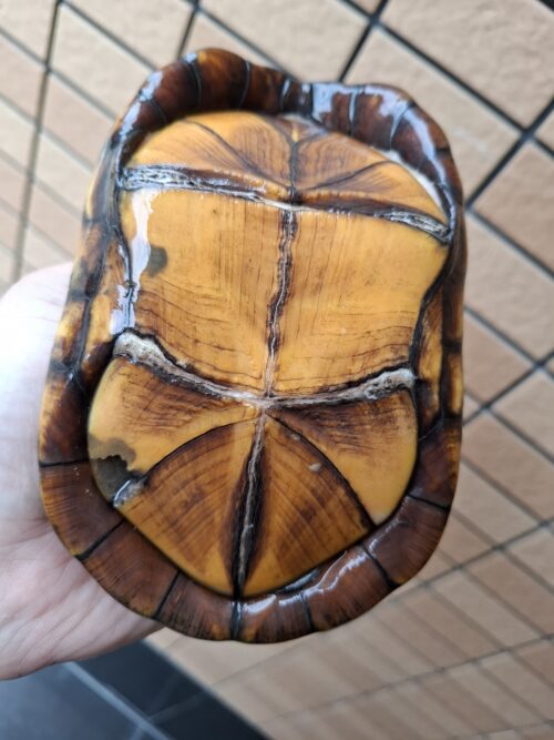 ノドジロドロガメ（甲長約14,5cm）ペア - 画像 (6)