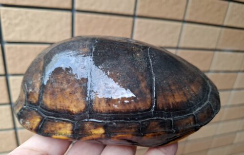 ノドジロドロガメ（甲長約14,5cm）ペア - 画像 (10)