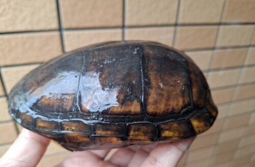 ノドジロドロガメ（甲長約14,5cm）ペア - 画像 (11)