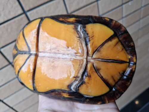ノドジロドロガメ（甲長約14,5cm）ペア - 画像 (13)