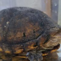 ノドジロドロガメ（甲長約14,5cm）ペア